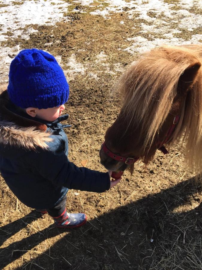Stegemans Horse And Country * Ljungby (Kronoberg)