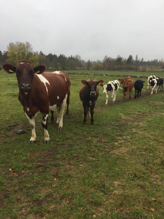 Stegemans Horse And Country Lodge Ljungby (Kronoberg)